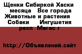 Щенки Сибиркой Хаски 2 месяца - Все города Животные и растения » Собаки   . Ингушетия респ.,Магас г.